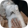FuNnY CaTs 🐈‍⬛🐈 13