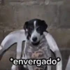 Animalitos cute ✨😸🐾 5