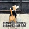 Animalitos cute ✨😸🐾 11