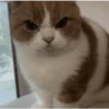 🐾🐱 Gatos Mood 🐱🐾 6