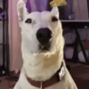 Perros Reacciones🐕🦴 28