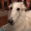 Perros Reacciones🐕🦴 18