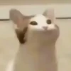 Meme kucing gif / cat 7