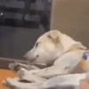 Dog Gifs 🐶 5