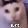 Meme kucing gif / cat 5