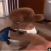 Dog Gifs 🐶 9