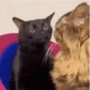 🐈 Gatitos 🐈‍⬛ 12