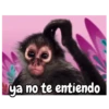 Monos 🐵🙉 12
