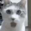 Meme kucing gif / cat 9