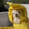 Doguinhos + preguiça + frio 9