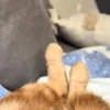 Animalitos cute ✨😸🐾 19