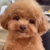 Funny Dogs 🐶 11