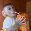 Macaquinhos🤎 6
