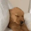 Doguinhos + preguiça + frio 18