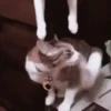 Gatinhos Engraçados😹 14