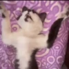 Gatitos Adorables 🐱🐈‍⬛ 11