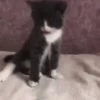 MemEs De GaTiToS 😀🐾🐱 13
