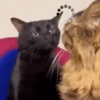 Meme kucing gif / cat 10