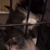 MemEs De GaTiToS 😀🐾🐱 8