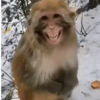 Monos monitos riendo 🙊😁2 9