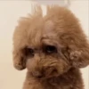 Perros Reacciones🐕🦴 27