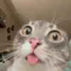 Gatitos Adorables 🐱🐈‍⬛ 20