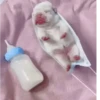 Funny Dogs 🐶 14