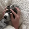 Perros Reacciones🐕🦴 10