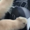 Funny Dogs 🐶 10