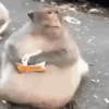 Macaquinhos gif 7
