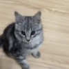 MemEs De GaTiToS 😀🐾🐱 20