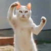 Dancing Kittens TikTok 🐱🎶🐈‍⬛ 10