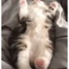 MemEs De GaTiToS 😀🐾🐱 14