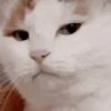 🐈 Gatitos 🐈‍⬛ 14