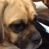 Dog Gifs 🐶 7