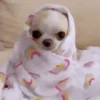 Doguinhos + preguiça + frio 7