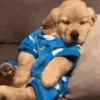 Doguinhos + preguiça + frio 6