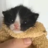 Gatinhos Engraçados😹 12