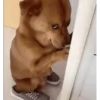 Dog Gifs 🐶 8