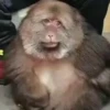 Monos traviesos  18