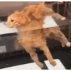 Macaquinhos/ gatinhos 🐈🐒 7