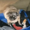 Perros Reacciones🐕🦴 17