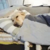 Doguinhos + preguiça + frio 5