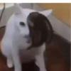 MemEs De GaTiToS 😀🐾🐱 11