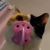 Animales divertidos 🐾 12
