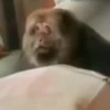 Monos y changuitos 11 🦧🦍🐒 10
