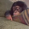 Monos traviesos  14