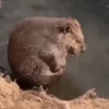 Animales divertidos 🐾 11