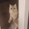 📲UN MIX PAL CHAT 9 📲 9