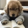 Perros Reacciones🐕🦴 19